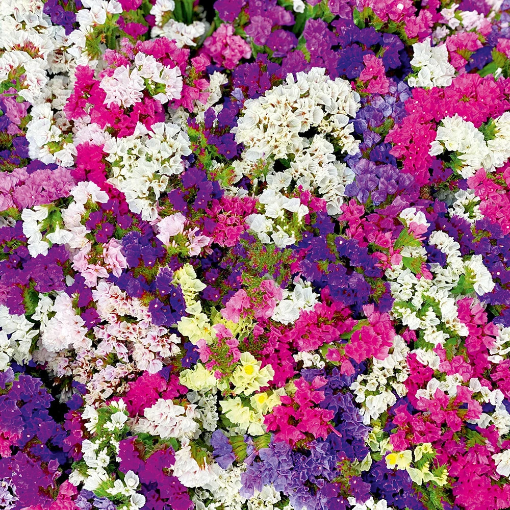 Statice Finest Seeker Mix 3 Statice Finest Seeker Mix