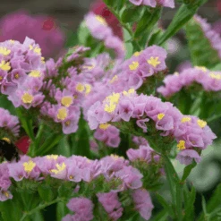 Statice Forever Happy -Kingsseeds Store F1252 2