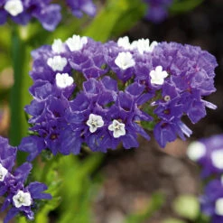 Statice Forever Sky Blue