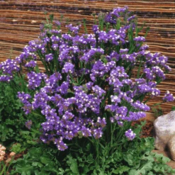 Statice Forever Sky Blue -Kingsseeds Store F1255 2