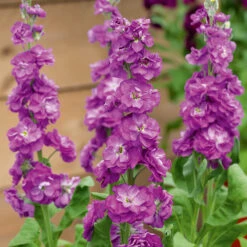 Stock Anytime Lavender