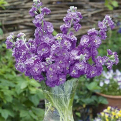 Stock Anytime Sea Blue