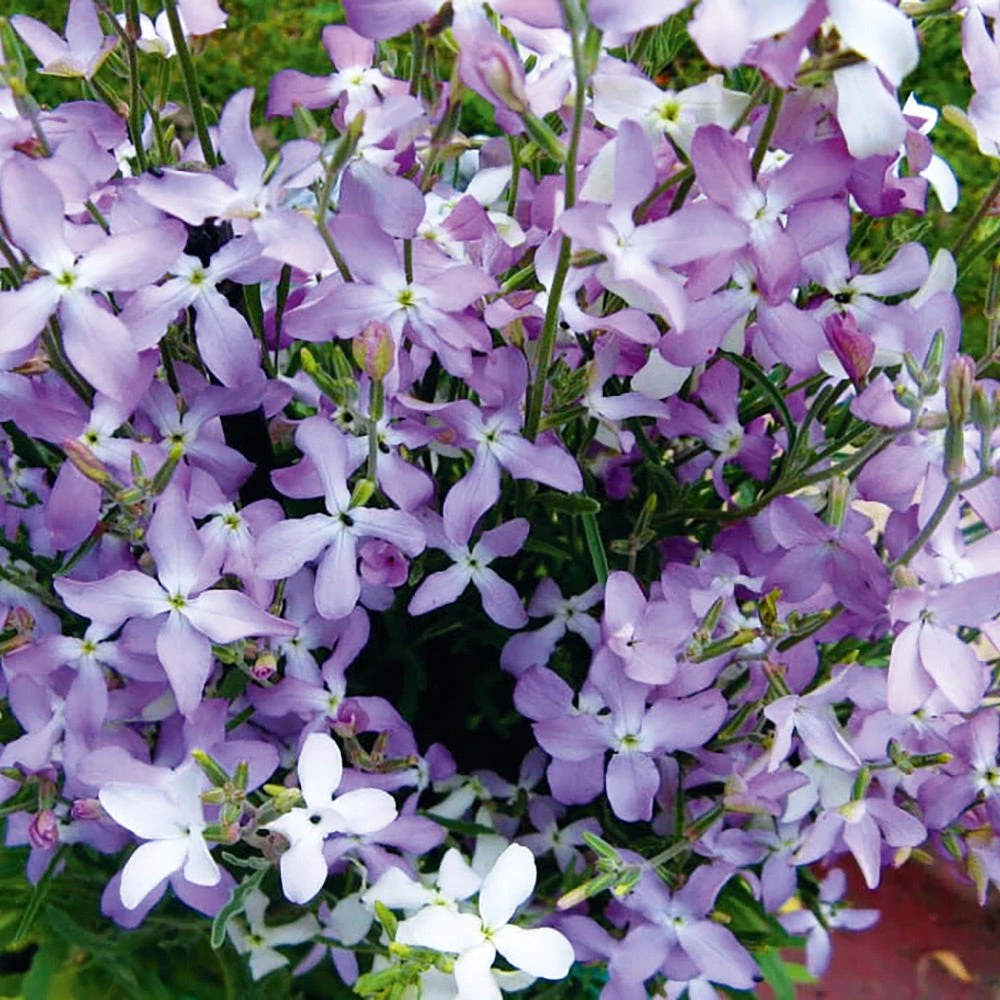 Stock Night Scented 3 Stock Night Scented