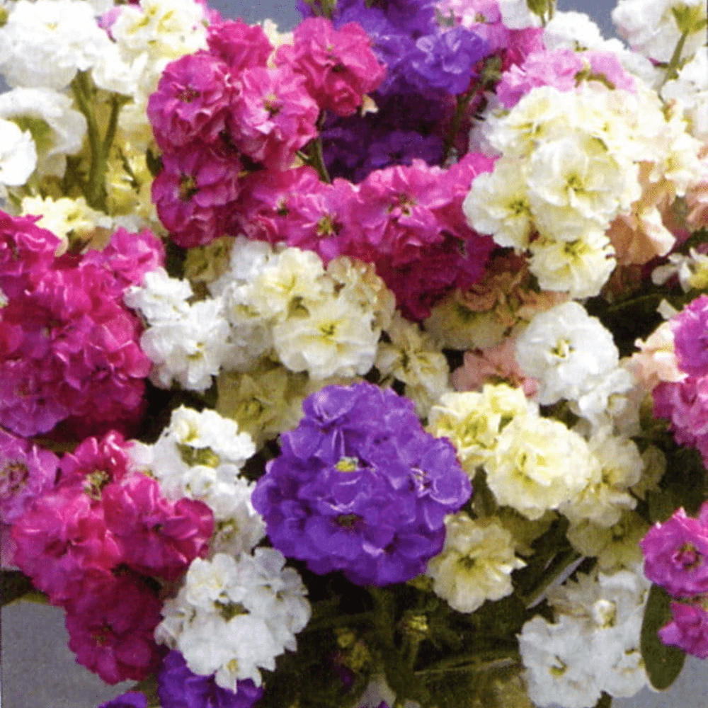 Stock Perfumed Giants 3 Stock Perfumed Giants