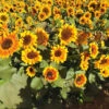 Sunflower Firecracker F1 (treated Seed) -Kingsseeds Store F1264 1 fa2f5951 dc56 4ba4 a02b becfac84f020