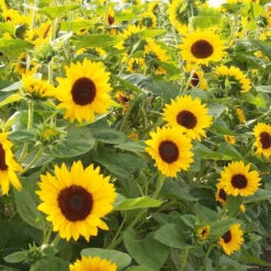 Sunflower Orange Hobbit F1 (treated Seed)