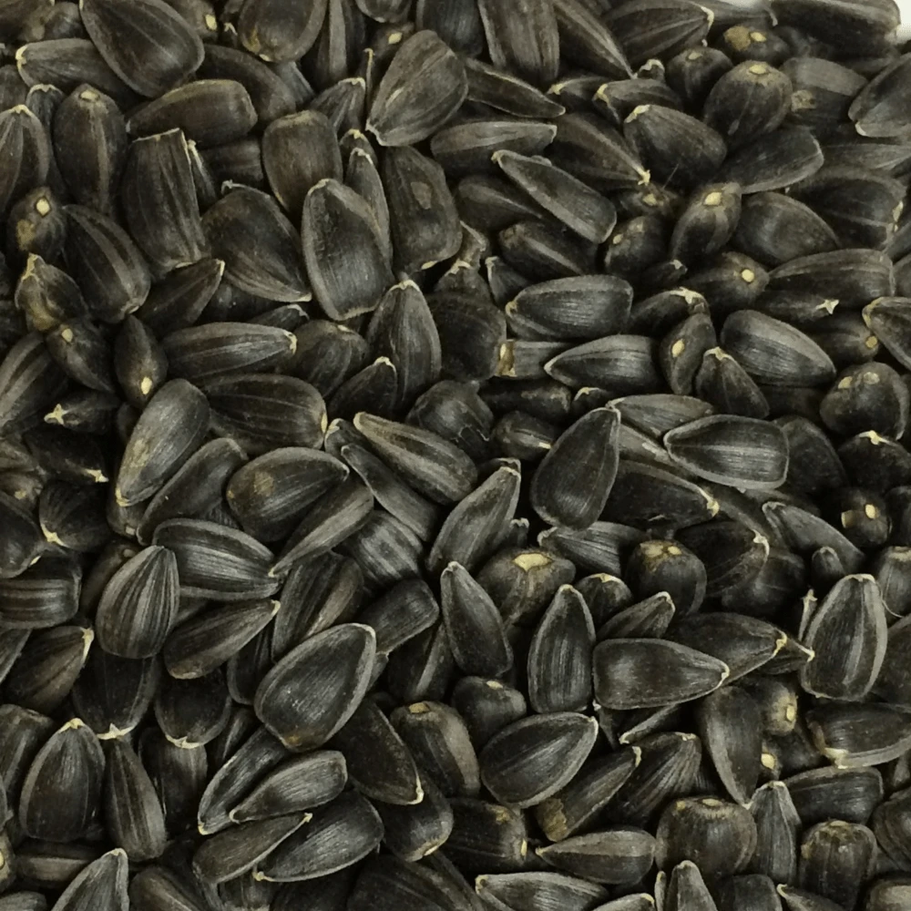 Sunflower Feed The Birds And Bees F1 (treated Seed) 4 Sunflower Feed The Birds And Bees F1 (treated Seed) - Image 2