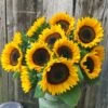 Sunflower ProCut Orange F1 (treated Seed) 2 Sunflower ProCut Orange F1 (treated Seed) -Kingsseeds Store F1268 1 b0f9cadd 66fd 4e4a b4f6 0111943bee45