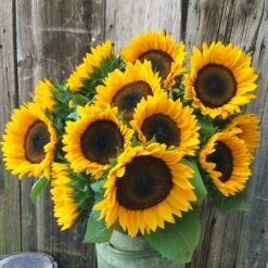 Sunflower ProCut Orange F1 (treated Seed)