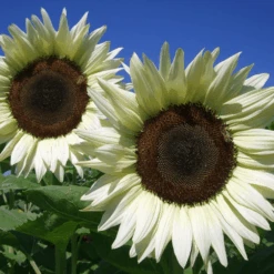 Sunflower ProCut White Nite F1 (treated Seed)