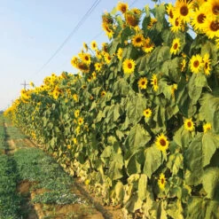 Sunflower Kong F1 (treated Seed)