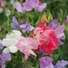 Sweet Pea Heaven Scent -Kingsseeds Store F1278 1 d2d62ab4 7272 4fef 9d0d a9fc7361dd05