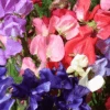 Sweet Pea Mammoth Choice Mix