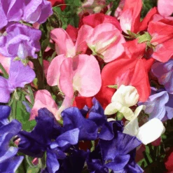 Sweet Pea Mammoth Choice Mix