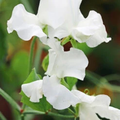Sweet Pea Mammoth White