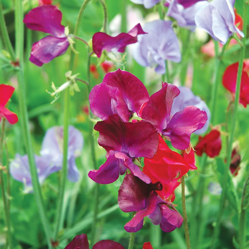 Sweet Pea Winter Elegance 3 Sweet Pea Winter Elegance