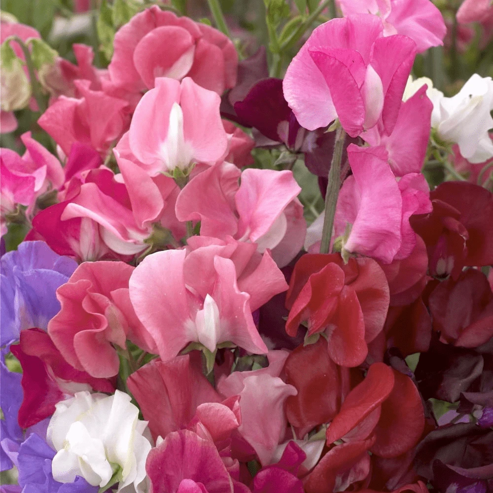 Sweet Pea Winter Elegance 4 Sweet Pea Winter Elegance - Image 2