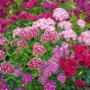 Sweet William Summer Cutting Mix F1 -Kingsseeds Store F1284 1 bf0c4288 843b 4437 8864 90db4feb88ef