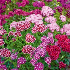 Sweet William Summer Cutting Mix F1