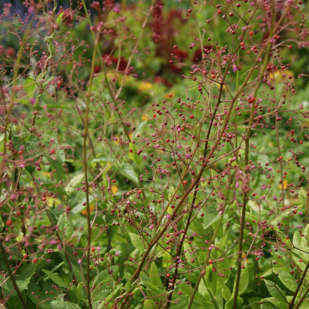 Talinum Jewels Of Opar 4 Talinum Jewels Of Opar - Image 2