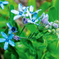 Tweedia Heavenly Blue