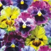 Viola Frizzle Sizzle F1 2 Viola Frizzle Sizzle F1 -Kingsseeds Store F1296 1 20cd6e36 9be6 40b0 8f65 3f86ad0e2d22