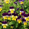 Viola Heartsease Miss Helen Mount 2 Viola Heartsease Miss Helen Mount -Kingsseeds Store F1302 1 6ce7e9c1 8815 4741 b759 a9747457bc2e