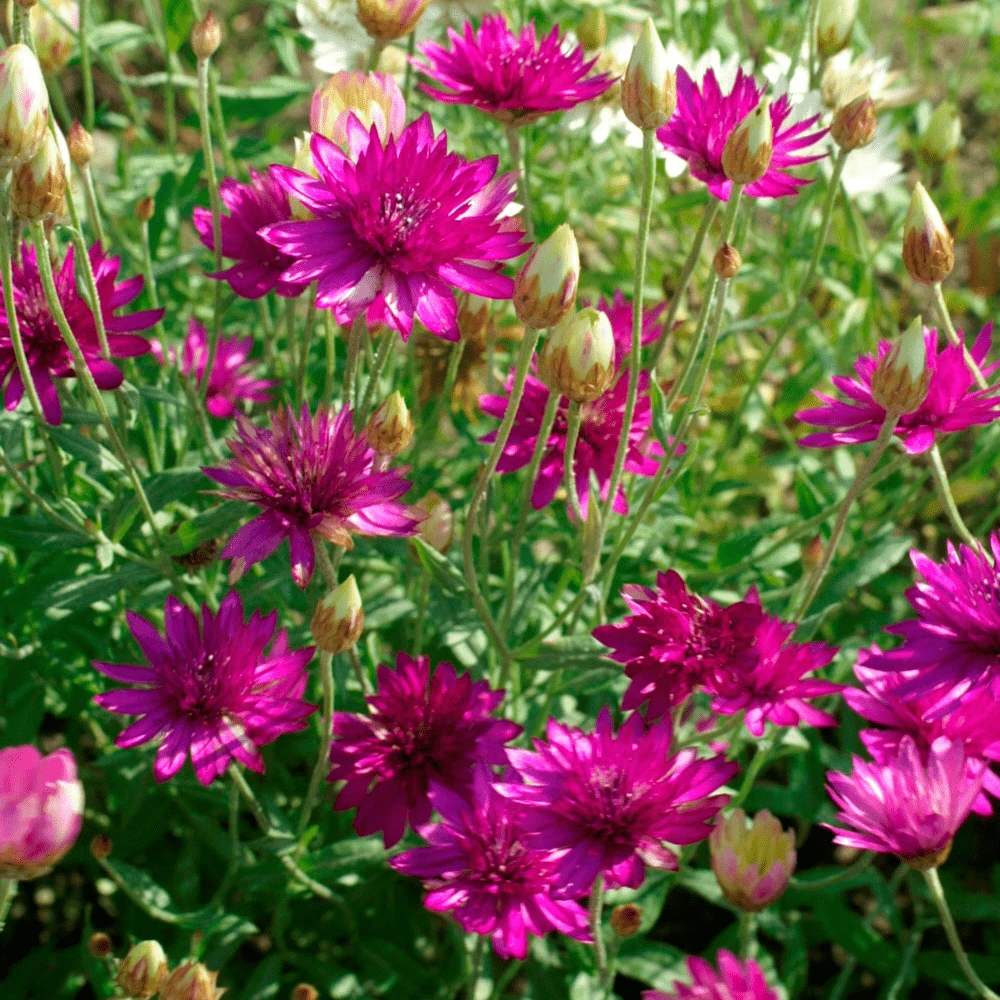 Xeranthemum Doubles Mix 3 Xeranthemum Doubles Mix