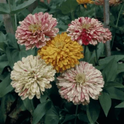 Zinnia Candy Cane -Kingsseeds Store F1308 3