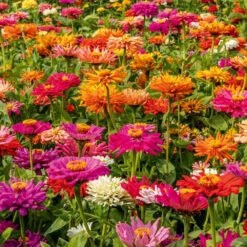 Zinnia Giant Cactus Mix