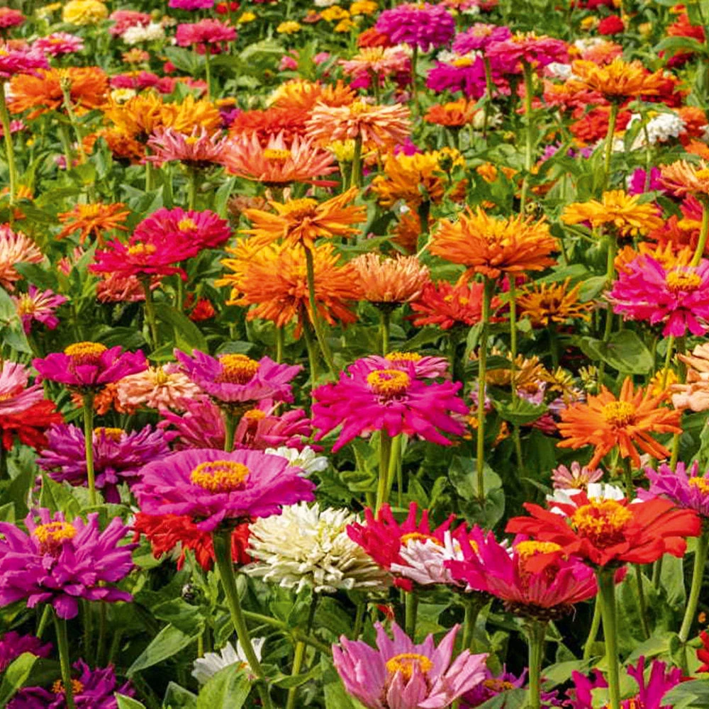 Zinnia Giant Cactus Mix 3 Zinnia Giant Cactus Mix