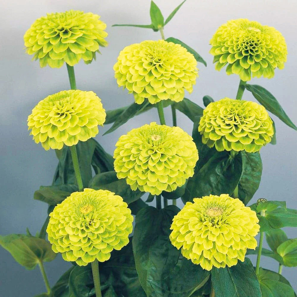 Zinnia Giant Lime 3 Zinnia Giant Lime