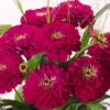 Zinnia Giant Wine -Kingsseeds Store F1315 1 d01119a9 9e6b 4830 8af1 90a78ff56d87