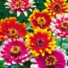 Zinnia Swirls 1 Zinnia Swirls -Kingsseeds Store F1318 1 e2409a4a 08fd 405e 8b20 7dd08d3151aa