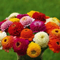 Zinnia Zinderella Mix