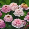 Zinnia Zinderella Lilac 2 Zinnia Zinderella Lilac -Kingsseeds Store F1321 1 27f20fad c62e 4dfb 8bcb 3954fd6f1d63