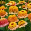Zinnia Zinderella Peach -Kingsseeds Store F1323 1 4a5e553b c6c9 49ee 9efc 54b5d3141383