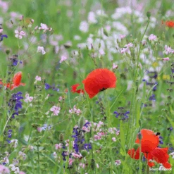 Wildflower Pollinator Blend