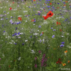 Wildflower Pollinator Blend -Kingsseeds Store F1324 3W