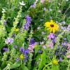 Wildflower Garden Blend 1 Wildflower Garden Blend -Kingsseeds Store F1326 1