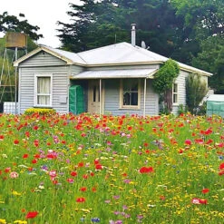 Wildflower Meadow Blend