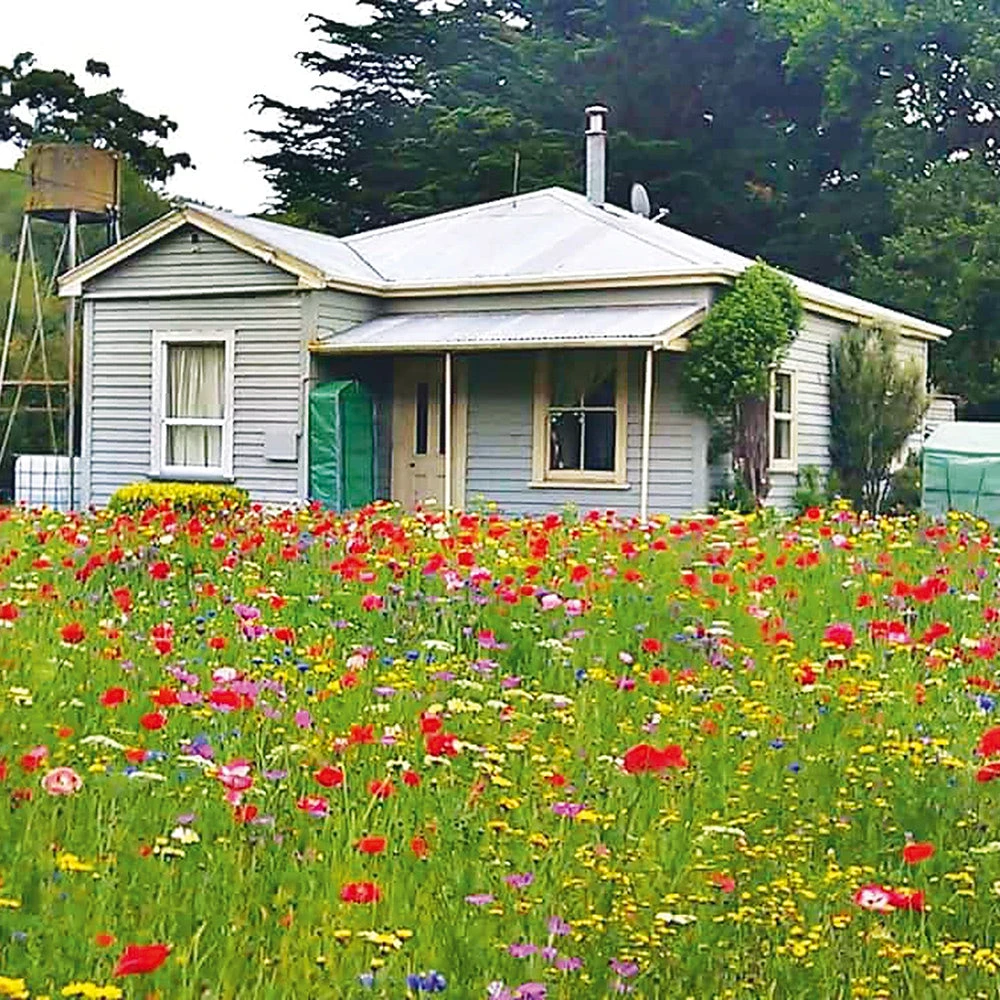 Wildflower Meadow Blend 3 Wildflower Meadow Blend