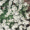 White Alyssum For Orchards -Kingsseeds Store F1329 1
