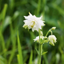 Aquilegia White Barlow