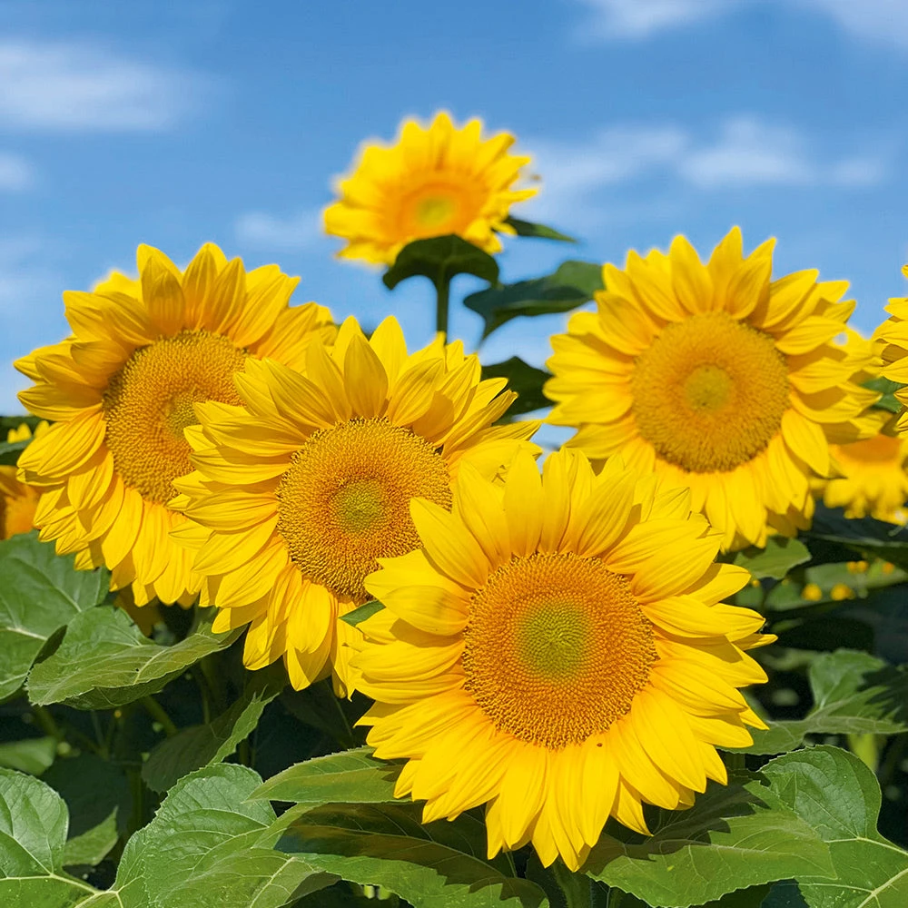 Sunflower ProCut Gold Lite F1 (treated Seed) 3 Sunflower ProCut Gold Lite F1 (treated Seed)