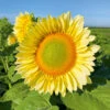 Sunflower ProCut White Lite F1 (treated Seed) -Kingsseeds Store F1334 1 efc6f582 0e7d 4e07 bd7d e6e645786bba
