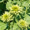 Sunflower Sunfill Green F1 (treated Seed) 2 Sunflower Sunfill Green F1 (treated Seed) -Kingsseeds Store F1337 1 a5b9b27a d558 4dbe b225 0fc0acd99527