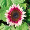 Sunflower Ruby Eclipse F1 (treated Seed)