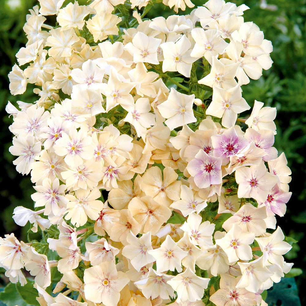 Phlox Crème Brulee 3 Phlox Crème Brulee