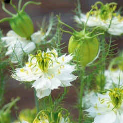 Nigella Albion Green Pod